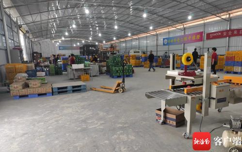 琼中建设绿橙数据化分选工厂 助推产业稳定就业双丰收